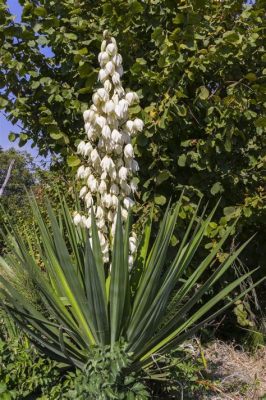  Yucca: Roślina cudownych właściwości w przemyśle spożywczym i farmaceutycznym!